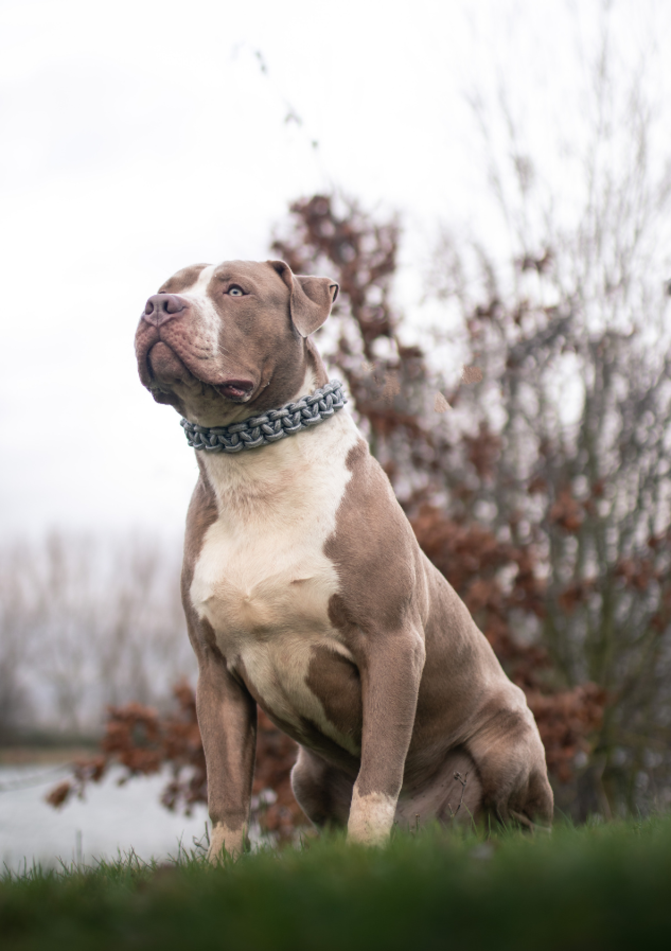 An XL bully dog in a field